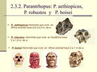 2.3.2. Parantrhopus: P. aethiopicus, P. robustos  y  P. boisei  P.  aethiopicus  Homínido que vivió  en  África oriental hace 2,6 a 2,2 m. de a. P. robustus : Homínido que vivió  en Sudáfrica hace 2 a 1,2 m. de a.  P. boisei  Homínido que vivió  en  África oriental hace 2 a 1 m.de a.  
