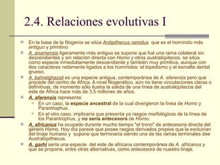 2.4. Relaciones evolutivas I En la base de la filogenia se sitúa  Ardipithecus ramidus   que es el homínido más antiguo y primitivo  A. anamensis  ligeramente más antiguo se supone que fué una rama colateral sin descendientes y sin relación directa con  Homo  y otros australopitecos. se sitúa como especie inmediatamente descendiente y también muy primitiva, aunque con dos caracteres netamente ligados a los homínidos: el bipedismo y el esmalte dental grueso.  A. bahrelghazali  es una especie antigua, contemporánea de  A. afarensis  pero que procede del centro de África. A nivel filogenético, aún no tiene vinculaciones claras o definitivas, de momento sólo ilustra la salida de una línea de australopitecos del este de África hace más de 3,5 millones de años.  A. afarensis  representa: En un caso, la  especie ancestral  de la cual divergieron la línea de  Homo  y Parantrophus.  En el otro caso, implicaría que presenta ya rasgos morfológicos de la línea de los Parantrophus, y  no sería antecesora  de  Homo . A. africanus  ha ocupado durante mucho tiempo "el trono" de antecesora directa del género Homo. Hoy día parece que posee rasgos derivados propios que la excluirían del linaje humano y  supone que terminaría siendo una de las ramas terminales dee Australopithecus. A. garhi   sería una especie  del este de africana contemporánea de  A. africanus  y que se propone, entre otras alternativas, como antecesora de nuestro linaje. 