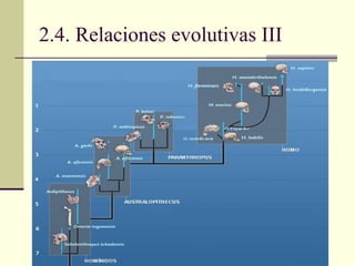 2.4. Relaciones evolutivas III 