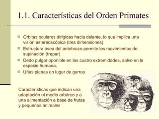 1.1. Características del Orden Primates Órbitas oculares dirigidas hacia delante, lo que implica una visión estereoscópica (tres dimensiones) Estructura ósea del antebrazo permite los movimientos de supinación (trepar) Dedo pulgar oponible en las cuatro extremidades, salvo en la especie humana. Uñas planas en lugar de garras Características que indican una adaptación al medio arbóreo y a una alimentación a base de frutas y pequeños animales 