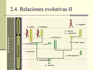 2.4. Relaciones evolutivas II 