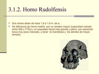 3.1.2. Homo Rudolfensis Sus restos datan de hace 1,9 a 1,6 m. de a.  Se diferencia de  Homo habilis   por un cerebro mayor (capacidad craneal entre 526 y 775cc), un esqueleto facial más grande y plano, por presentar torus muy poco marcado, y tener  la mandíbula y  los dientes de mayor tamaño.  