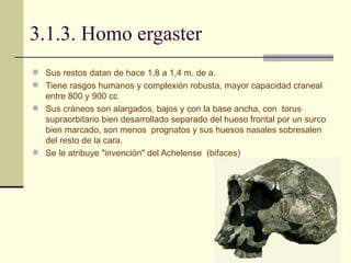 3.1.3. Homo ergaster Sus restos datan de hace 1,8 a 1,4 m. de a.  Tiene rasgos humanos y complexión robusta, mayor capacidad craneal entre 800 y 900 cc  Sus cráneos son alargados, bajos y con la base ancha, con  torus supraorbitario bien desarrollado separado del hueso frontal por un surco bien marcado, son menos  prognatos y sus huesos nasales sobresalen del resto de la cara.  Se le atribuye "invención" del Achelense  (bifaces) 