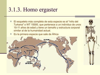 3.1.3. Homo ergaster El esqueleto más completo de esta especie es el "niño del Turkana" o WT 15000, que pertenece a un individuo de unos 10-11 años de edad y tiene un tamaño y estructura corporal similar al de la humanidad actual.  Es la primera especie que sale de África 