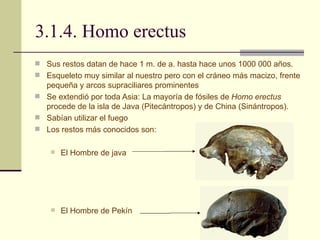 3.1.4. Homo erectus Sus restos datan de hace 1 m. de a. hasta hace unos 1000 000 años. Esqueleto muy similar al nuestro pero con el cráneo más macizo, frente pequeña y arcos supraciliares prominentes Se extendió por toda Asia: La mayoría de fósiles de  Homo erectus  procede de la isla de Java (Pitecántropos) y de China (Sinántropos).  Sabían utilizar el fuego Los restos más conocidos son: El Hombre de java El Hombre de Pekín 
