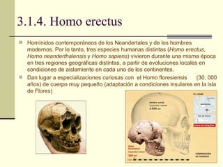 3.1.4. Homo erectus Homínidos contemporáneos de los Neandertales y de los hombres modernos. Por lo tanto, tres especies humanas distintas ( Homo erectus ,  Homo neanderthalensis  y  Homo sapiens ) vivieron durante una misma época en tres regiones geográficas distintas, a partir de evoluciones locales en condiciones de aislamiento en cada uno de los continentes.  Dan lugar a especializaciones curiosas con  el Homo floresiensis  (30. 000 años) de cuerpo muy pequeño (adaptación a condiciones insulares en la isla de Flores) 