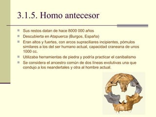 3.1.5. Homo antecesor Sus restos datan de hace 8000 000 años Descubierta en Atapuerca (Burgos, España) Eran altos y fuertes, con arcos supraciliares incipientes, pómulos similares a los del ser humano actual, capacidad craneana de unos 1000 cc. Utilizaba herramientas de piedra y podría practicar el canibalismo Se considera el ancestro común de dos líneas evolutivas una que condujo a los neandertales y otra al hombre actual. 