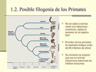 1.2. Posible filogenia de los Primates No se sabe a ciencia cierta sus relaciones evolutivas, dadas la escasez en el registro fósil El orden de los primates es bastante antiguo (más de 60 millones de años) Su ancestro se supone que era un animal  insectívoro arborícola de hábitos nocturnos.  