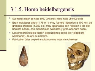 3.1.5. Homo heidelbergensis Sus restos datan de hace 5000 000 años   hasta hace 250.000 años  Eran individuos altos (1,75 m) y muy fuertes (llegarían a 100 kg), de grandes cráneos (1.350 c c) muy aplanados con relación a los del hombre actual, con mandíbulas salientes y gran abertura nasal.  Los primeros fósiles fueron descubiertos cerca de Heidelberg (Alemania), de ahí su nombre.  Fabricaban útiles de piedra utilizando una industria Achelense 
