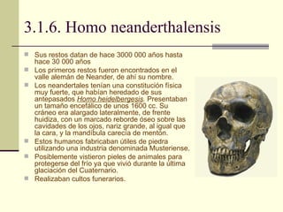 3.1.6. Homo neanderthalensis Sus restos datan de hace 3000 000 años hasta hace 30 000 años Los primeros restos fueron encontrados en el valle alemán de Neander, de ahí su nombre. Los neandertales tenían una constitución física muy fuerte, que habían heredado de sus antepasados  Homo   heidelbergesis .  Presentaban un tamaño encefálico de unos 1600 cc. Su cráneo era alargado lateralmente, de frente huidiza, con un marcado reborde óseo sobre las cavidades de los ojos, nariz grande, al igual que la cara, y la mandíbula carecía de mentón.  Estos humanos fabricaban útiles de piedra utilizando una industria denominada Musteriense.  Posiblemente vistieron pieles de animales para protegerse del frío ya que vivió durante la última glaciación del Cuaternario. Realizaban cultos funerarios. 