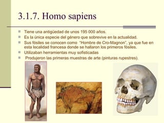 3.1.7. Homo sapiens Tiene una antigüedad de unos 195 000 años. Es la única especie del género que sobrevive en la actualidad. Sus fósiles se conocen como  “Hombre de Cro-Magnon”, ya que fue en esta localidad francesa donde se hallaron los primeros fósiles. Utilizaban herramientas muy sofisticadas Produjeron las primeras muestras de arte (pinturas rupestres). 