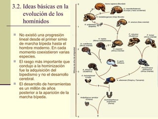 3.2. Ideas básicas en la evolución de los homínidos No existió una progresión lineal desde el primer simio de marcha bípeda hasta el hombre moderno. En cada momento coexistieron varias especies. El rasgo más importante que condujo a la hominización fue la adquisición del bipedismo y no el desarrollo cerebral. El desarrollo de herramientas es un millón de años posterior a la aparición de la marcha bípeda. 