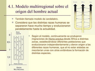 4.1. Modelo multirregional sobre el origen del hombre actual Según el modelo, continuamente se produjeron migraciones de  Homo erectus  desde África a distintas zonas, estableciéndose diferentes poblaciones que evolucionaron independientemente y dieron origen a las diferentes razas humanas, que al no estar aisladas se mezclarían unas con otras evitándose la formación de distintas especies. También llamado modelo de candelabro. Considera que las distintas razas humanas se separaron hace mucho tiempo y evolucionaron paralelamente hasta la actualidad. 
