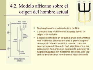 4.2. Modelo africano sobre el origen del hombre actual También llamado modelo de Arca de Noé Considera que los humanos actuales tienen un origen más reciente Según este modelo un pequeño grupo de humanos más modernos colonizaron todo el planeta a partir de un punto situado en África oriental, como los supervivientes del Arca de Noé, desplazando a las poblaciones humanas que existían ( H. erectus  y  H. neanderthalensis ) sin mezclarse con ellas, a la vez que se diversificaron formando las razas actuales. 