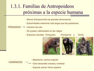 1.3.1. Familias de Antropoideos próximas a la especie humana PÓNGIDOS HOMÍNIDOS - Monos Antropomorfos de grandes dimensiones  Extremidades anteriores más largas que las posteriores Carecen de cola No poseen callosidades en las nalgas Especies actuales:  Orangután,  Chimpancé  y  Gorila - Bipedismo: camina erguido  Gran desarrollo craneal y cerebral Especie actual: Homo sapiens 