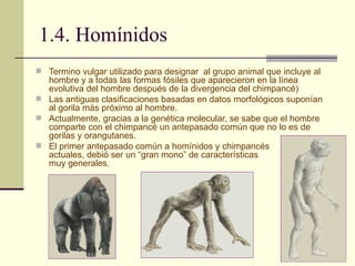 1.4. Homínidos Termino vulgar utilizado para designar  al grupo animal que incluye al hombre y a todas las formas fósiles que aparecieron en la línea evolutiva del hombre después de la divergencia del chimpancé) Las antiguas clasificaciones basadas en datos morfológicos suponían al gorila más próximo al hombre. Actualmente, gracias a la genética molecular, se sabe que el hombre  comparte con el chimpancé un antepasado común que no lo es de gorilas y orangutanes. El primer antepasado común a homínidos y chimpancés  actuales, debió ser un “gran mono” de características  muy generales. 