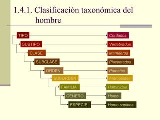 1.4.1. Clasificación taxonómica del hombre  TIPO SUBTIPO CLASE SUBCLASE ORDEN SUBORDEN FAMILIA GÉNERO ESPECIE Cordados Vertebrados Mamíferos Placentados Primates Antropoidea Homo Homo sapiens Hominidae 