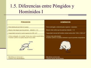 1.5. Diferencias entre Póngidos y Homínidos I 