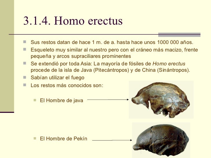 Resultado de imagen de diferencia entre homo ergaster y homo erectus