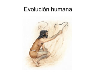 Evolución humana
 