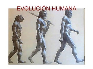 EVOLUCIÓN HUMANA 