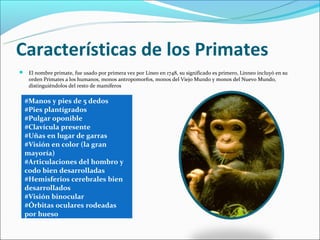Primates Humanos Evolución humana | PPT
