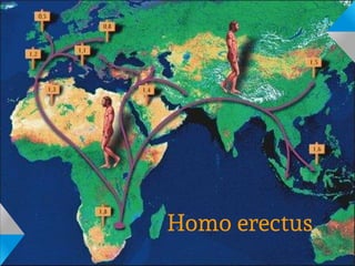 Homo erectus
 