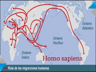 Homo sapiens
 