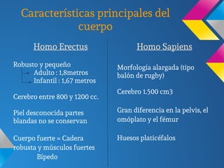 Características principales del
cuerpo
Homo Erectus
Robusto y pequeño
Adulto : 1,8metros
Infantil : 1,67 metros
Cerebro entre 800 y 1200 cc.
Piel desconocida partes
blandas no se conservan
Cuerpo fuerte = Cadera
robusta y músculos fuertes
Bípedo
Homo Sapiens
Morfología alargada (tipo
balón de rugby)
Cerebro 1.500 cm3
Gran diferencia en la pelvis, el
omóplato y el fémur
Huesos platicéfalos
 