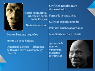 Rostro supraorbital
(saliente de hueso
sobre los ojos)
No tenían mentón
Dientes bastante pequeños
Frente un poco huidiza
Dimorfismo sexual diferencia
de tamaño entre los hombres y
mujeres
Orificios nasales muy
desarrollados.
Forma de la cara ancha
Cuencas oculares grandes
Pómulos redondeados y altos
Mandíbula ancha y robusta
Ausencia de
mentón
y posee un
diastema
retromolar
 