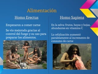 Alimentación
Homo Erectus
Empezaron a comer carne
Se vio mejorada gracias al
control del fuego y su uso para
preparar los alimentos.
Homo Sapiens
En la selva: frutos, bayas y hojas,
abundantes en vitamina C
La cefalización aumentó
paralelamente al incremento de
consumo de carne
 