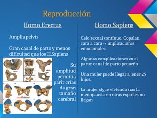 Reproducción
Homo Erectus
Amplia pelvis
Gran canal de parto y menos
dificultad que los H.Sapiens
Su
amplitud
permitía
parir crías
de gran
tamaño
cerebral
Homo Sapiens
Celo sexual contínuo. Copulan
cara a cara -> implicaciones
emocionales.
Algunas complicaciones en el
parto: canal de parto pequeño
Una mujer puede llegar a tener 25
hijos.
La mujer sigue viviendo tras la
menopausia, en otras especies no
llegan
 