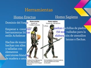 Herramientas
Homo Sapiens
Pequeñas cuchillas de piedra
(50 mm) talladas para la
elaboración de utensilios
lanzas o flechas.
Homo Erectus
Dominio del fuego
Empezar a construir
herramientas líticas del
estilo Achelense
Hachas de mano
hechas con sílex
y talladas con
elementos
percutores blandos,
de madera o asta.
 