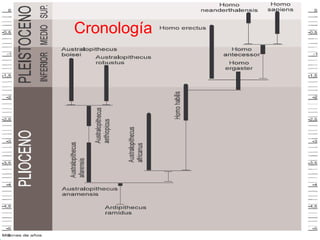 Cronología
 