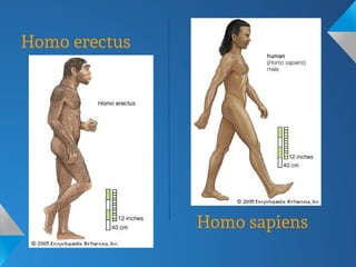 Homo erectus
Homo sapiens
 