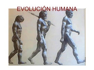 EVOLUCIÓN HUMANA
 