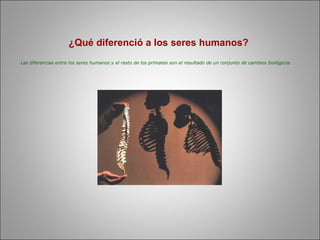 ¿Qué diferenció a los seres humanos?   Las diferencias entre los seres humanos y el resto de los primates son el resultado de un conjunto de cambios biológicos 