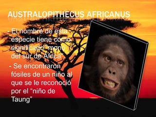 AUSTRALOPITHECUS AFRICANUS
- El nombre de esta
especie tiene como
significado “mono
del sur de África”.
- Se encontraron
fósiles de un niño al
que se le reconoció
por el “niño de
Taung”

 