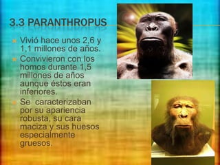 3.3 PARANTHROPUS





Vivió hace unos 2,6 y
1,1 millones de años.
Convivieron con los
homos durante 1,5
millones de años
aunque éstos eran
inferiores.
Se caracterizaban
por su apariencia
robusta, su cara
maciza y sus huesos
especialmente
gruesos.

 