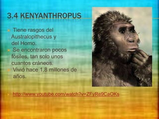 3.4 KENYANTHROPUS
Tiene rasgos del
Australopithecus y
del Homo.
 Se encontraron pocos
fósiles, tan solo unos
cuantos cráneos.
 Vivió hace 1,8 millones de
años.




http://www.youtube.com/watch?v=ZFyRe9CaOKs

 
