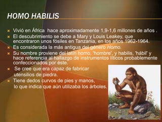 HOMO HABILIS








Vivió en África hace aproximadamente 1,9-1,6 millones de años .
El descubrimiento se debe a Mary y Louis Leakey, que
encontraron unos fósiles en Tanzania, en los años 1962-1964.
Es considerada la más antigua del género Homo.
Su nombre proviene del latín homo, 'hombre', y habilis, 'hábil' y
hace referencia al hallazgo de instrumentos líticos probablemente
confeccionados por éste.
Se cree que era capaz de fabricar
utensilios de piedra.
Tiene dedos curvos de pies y manos,
lo que indica que aún utilizaba los árboles.

 