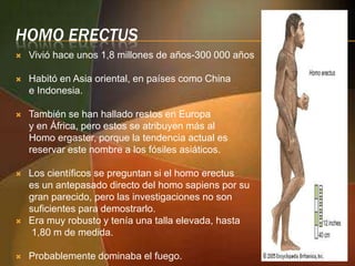 HOMO ERECTUS


Vivió hace unos 1,8 millones de años-300 000 años



Habitó en Asia oriental, en países como China
e Indonesia.



También se han hallado restos en Europa
y en África, pero estos se atribuyen más al
Homo ergaster, porque la tendencia actual es
reservar este nombre a los fósiles asiáticos.



Los científicos se preguntan si el homo erectus
es un antepasado directo del homo sapiens por su
gran parecido, pero las investigaciones no son
suficientes para demostrarlo.
Era muy robusto y tenía una talla elevada, hasta
1,80 m de medida.





Probablemente dominaba el fuego.

 