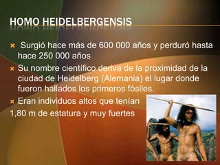 HOMO HEIDELBERGENSIS
Surgió hace más de 600 000 años y perduró hasta
hace 250 000 años
 Su nombre científico deriva de la proximidad de la
ciudad de Heidelberg (Alemania) el lugar donde
fueron hallados los primeros fósiles.
 Eran individuos altos que tenían
1,80 m de estatura y muy fuertes


 