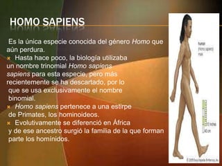 HOMO SAPIENS
Es la única especie conocida del género Homo que
aún perdura.
 Hasta hace poco, la biología utilizaba
un nombre trinomial Homo sapiens
sapiens para esta especie, pero más
recientemente se ha descartado, por lo
que se usa exclusivamente el nombre
binomial.
 Homo sapiens pertenece a una estirpe
de Primates, los hominoideos.
 Evolutivamente se diferenció en África
y de ese ancestro surgió la familia de la que forman
parte los homínidos.

 