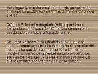 Para lograr la marcha erecta se han ido produciendo
una serie de modificaciones en las diferentes partes del
cuerpo.


Cráneo: El foramen magnum (orificio por el cual
la médula espinal pasa del cráneo a la raquis) se ha
desplazado casi hacia la base del cráneo.



Columna vertebral: Ha adquirido curvaturas que
permiten soportar mejor el peso de la parte superior del
cuerpo y ha podido erguirse casi 90º a la altura de
la pelvis. El centro de gravedad de todo el cuerpo se
sitúa en los pies. Las vértebras son más circulares, lo
que les permite soportar mejor el peso vertical.

 