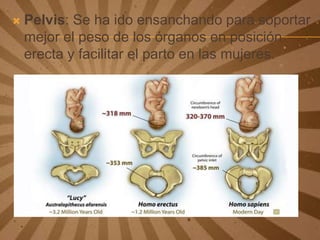 

Pelvis: Se ha ido ensanchando para soportar
mejor el peso de los órganos en posición
erecta y facilitar el parto en las mujeres.

 