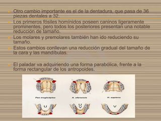







Otro cambio importante es el de la dentadura, que pasa de 36
piezas dentales a 32.
Los primeros fósiles homínidos poseen caninos ligeramente
prominentes, pero todos los posteriores presentan una notable
reducción de tamaño.
Los molares y premolares también han ido reduciendo su
tamaño.
Estos cambios conllevan una reducción gradual del tamaño de
la cara y las mandíbulas.
El paladar va adquiriendo una forma parabólica, frente a la
forma rectangular de los antropoides.

 