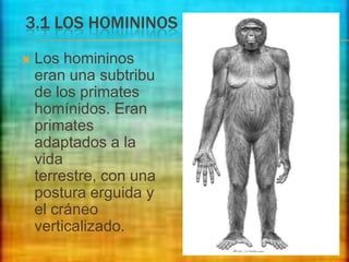 3.1 LOS HOMININOS


Los homininos
eran una subtribu
de los primates
homínidos. Eran
primates
adaptados a la
vida
terrestre, con una
postura erguida y
el cráneo
verticalizado.

 