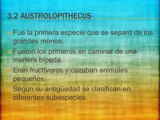 3.2 AUSTROLOPITHECUS
Fue la primera especie que se separó de los
grandes monos.
 Fueron los primeros en caminar de una
manera bípeda.
 Eran fructívoros y cazaban animales
pequeños.
 Según su antigüedad se clasifican en
diferentes subespecies:


 