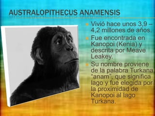 AUSTRALOPITHECUS ANAMENSIS
Vivió hace unos 3,9 –
4,2 millones de años.
 Fue encontrada en
Kanopoi (Kenia) y
descrita por Meave
Leakey.
 Su nombre proviene
de la palabra Turkana
“anam”, que significa
lago y fue elegida por
la proximidad de
Kanopoi al lago
Turkana.


 